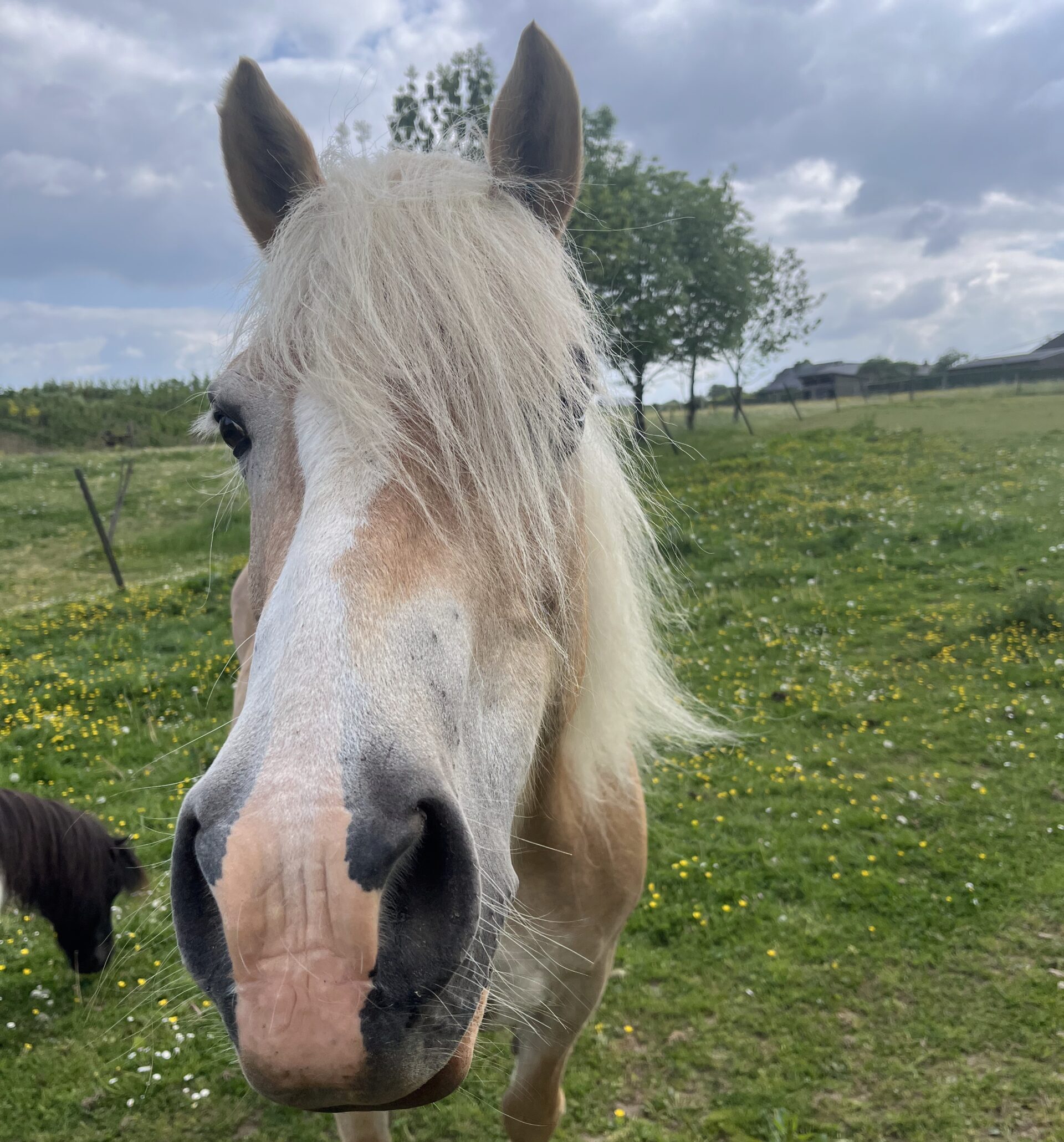 Jamaïca La première du groupe de chevaux, Jamaïca vous accompagne durant les séances de thérapie avec l'animal et les cours d'équitation pour enfants, ados et adultes avec ou sans hadicap.