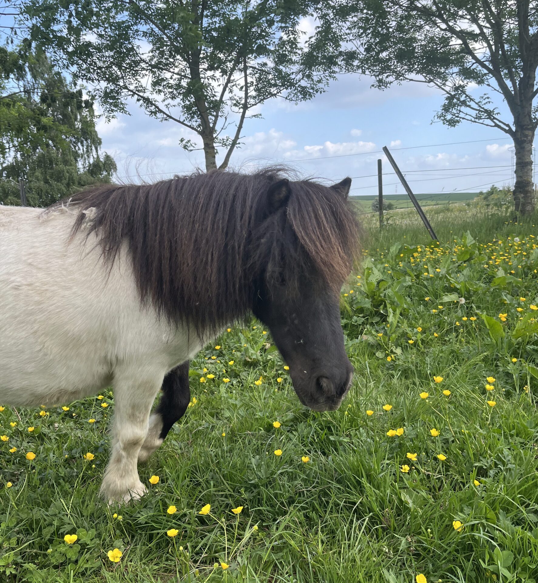 Tippex Un poney qui peut être utilisé en hippothérapie avec les enfants qui ont de l'autisme, des problèmes de gestion des émotions ou un problème ou un trouble du comportement. Il apporte aide et bien-être sans effrayer grâce à sa petite taille.