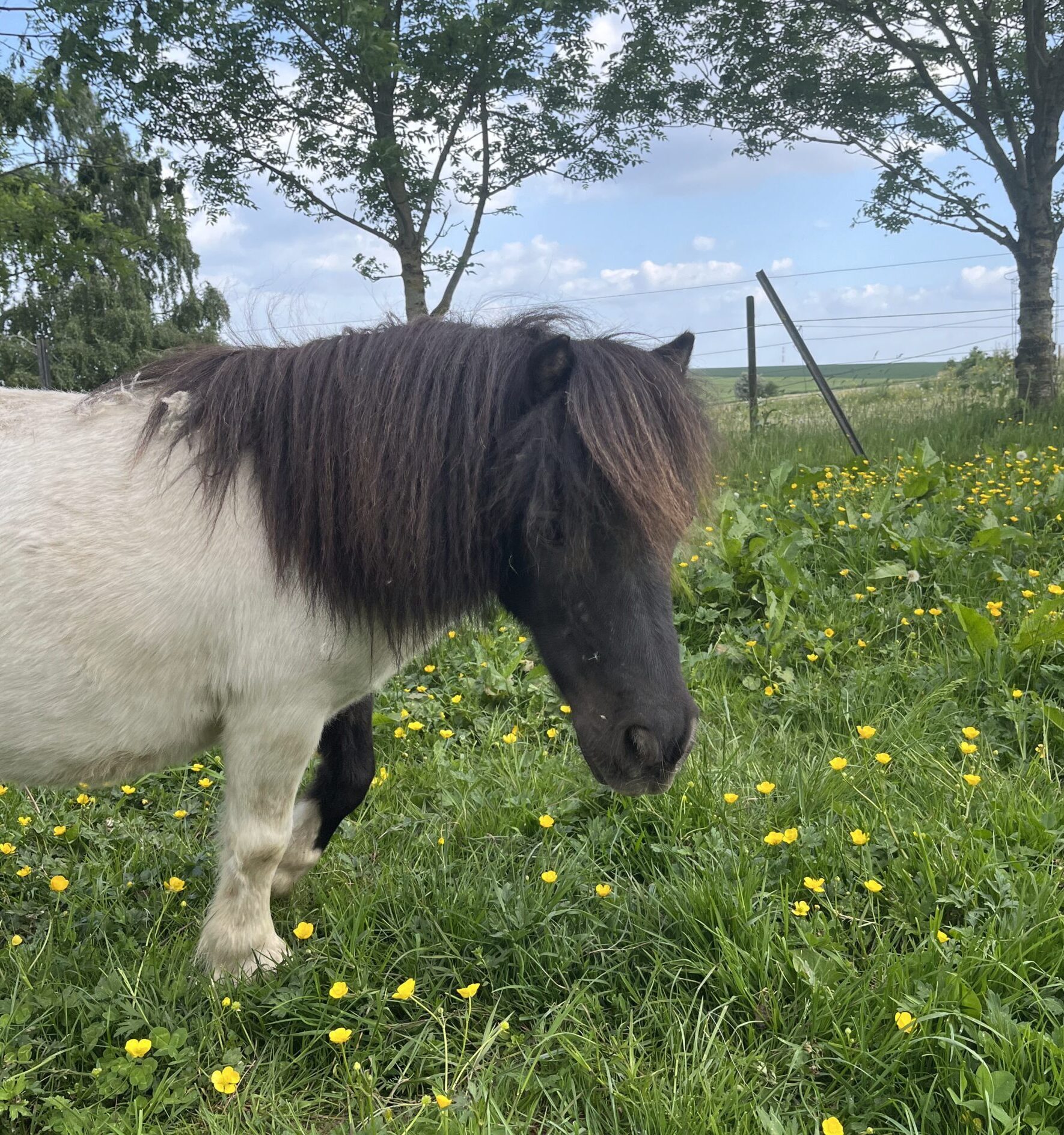 Un poney qui peut être utilisé en hippothérapie avec les enfants qui ont de l'autisme, des problèmes de gestion des émotions ou un problème ou un trouble du comportement. Il apporte aide et bien-être sans effrayer grâce à sa petite taille.