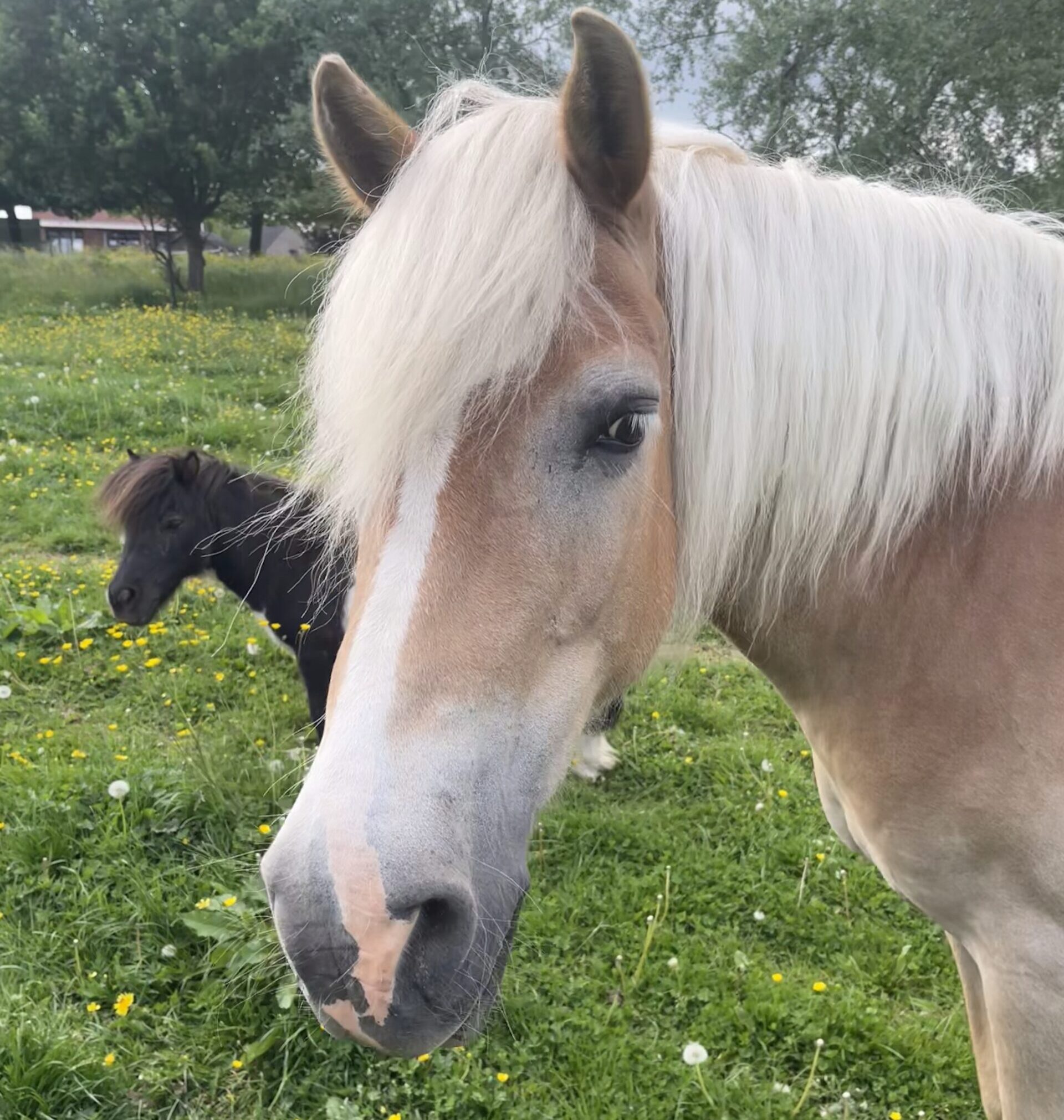 Rose Rose est la deuxième du troupeau des chevaux, elle accompagne les patients durant les prises en charge de thérapie avec le cheval mais aussi pour les cours et stages d'équitation.