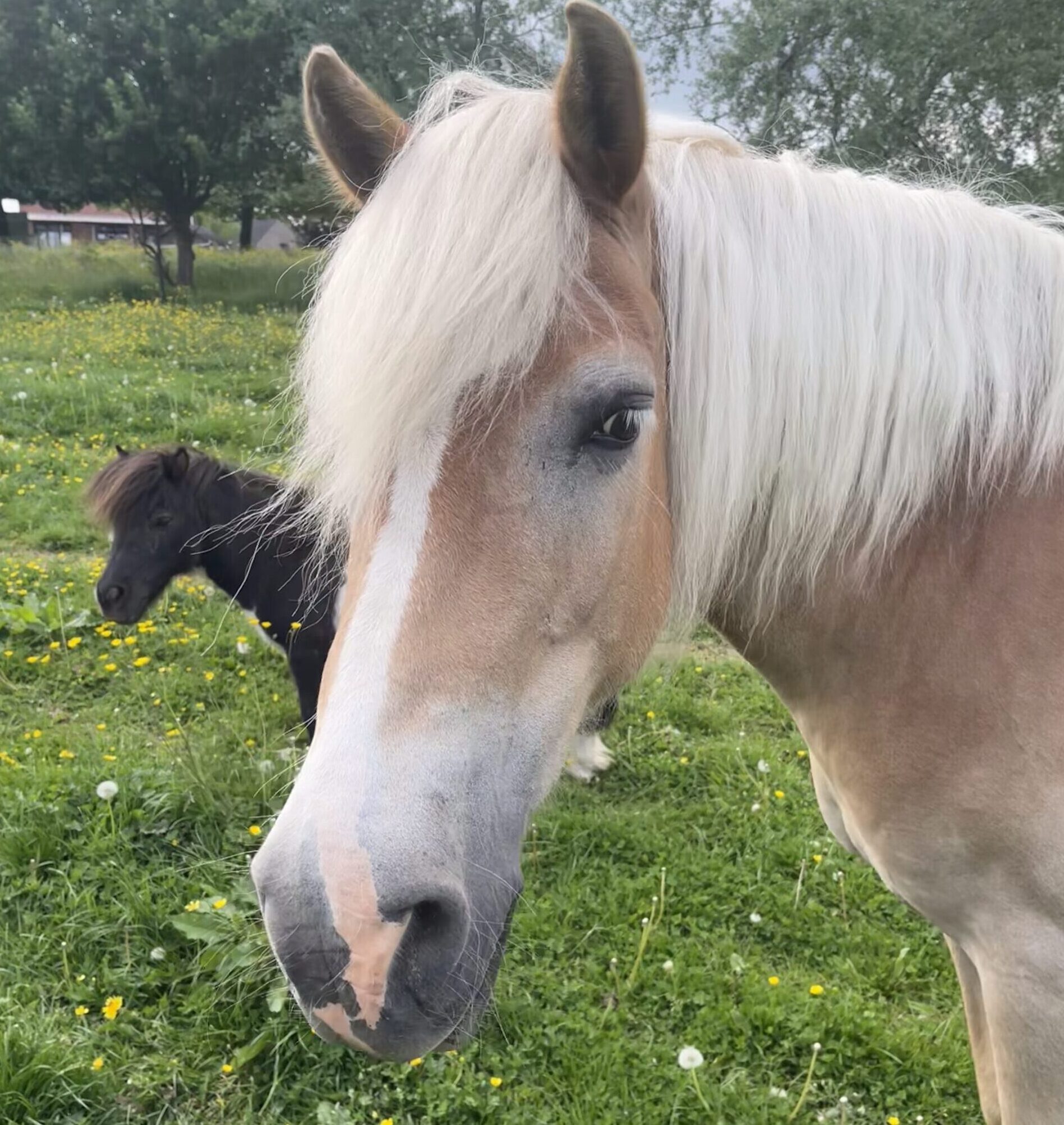 Rose est la deuxième du troupeau des chevaux, elle accompagne les patients durant les prises en charge de thérapie avec le cheval mais aussi pour les cours et stages d'équitation.