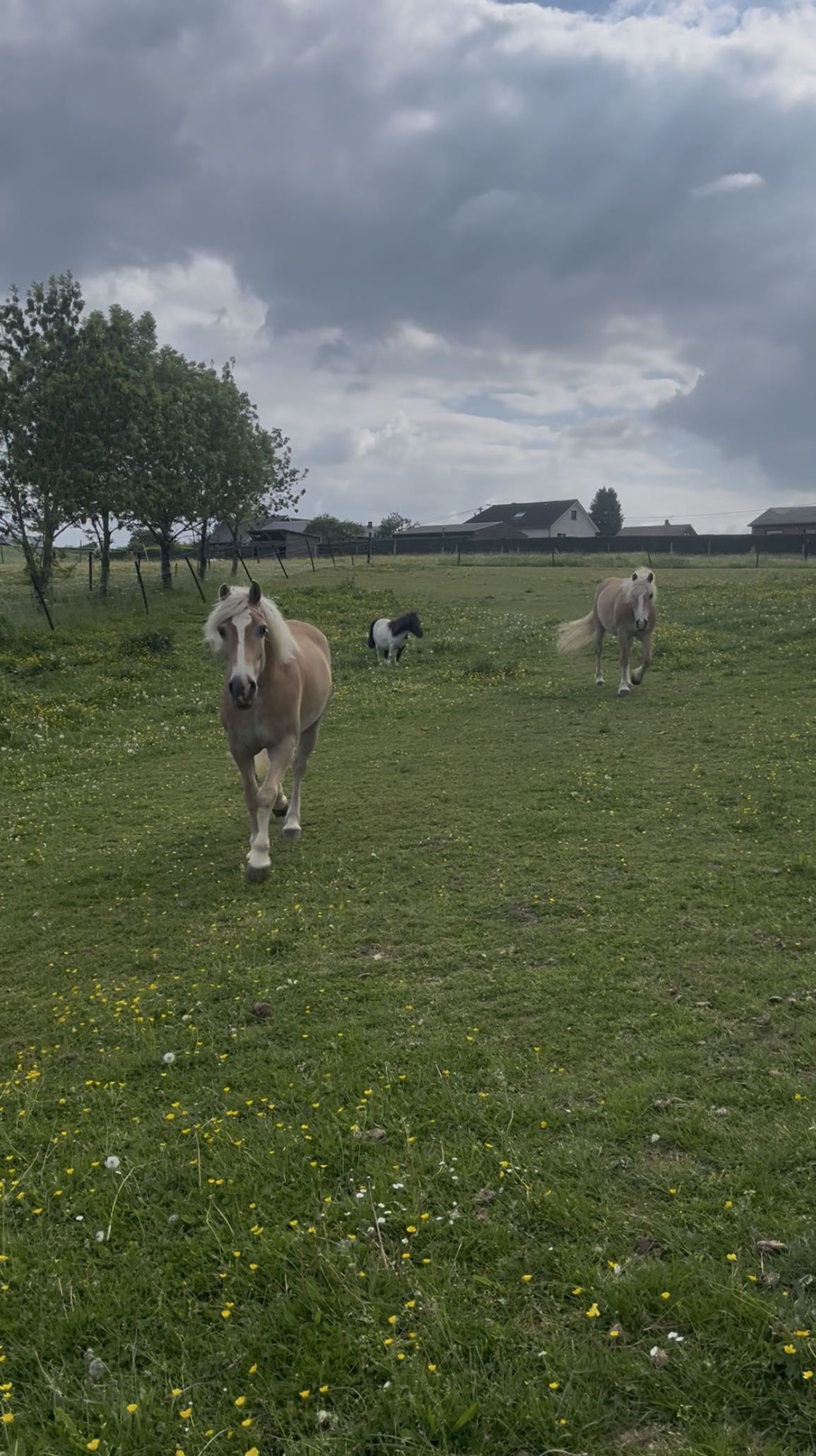 Les chevaux en prairie qui se ressource. Leur bien-être est une de nos priorités pour qu'ils accompagnent les enfants sereinement
