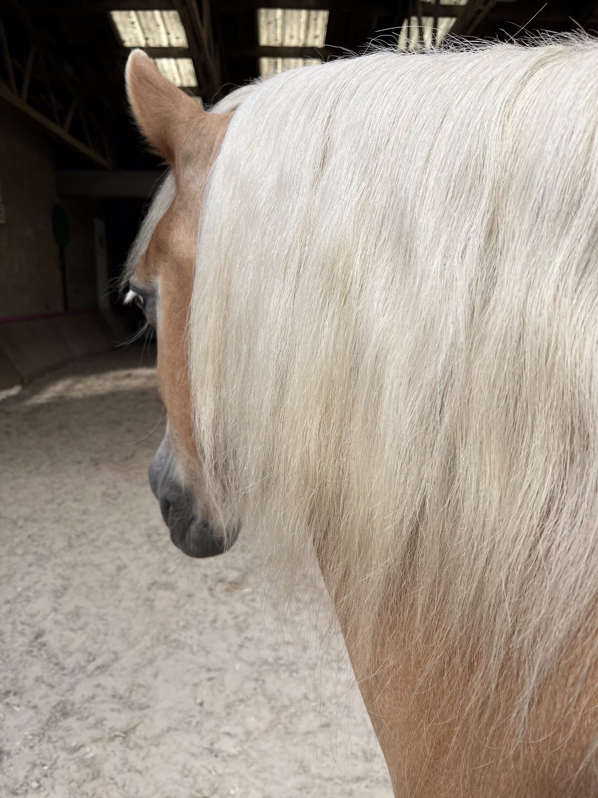 a close up of a horse with a hand print on it