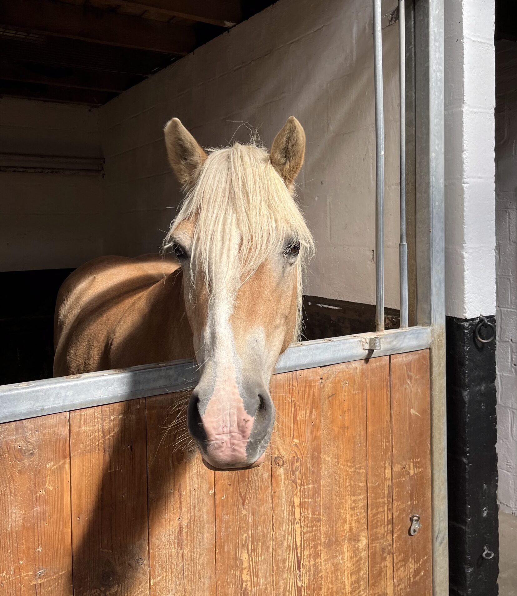 Jamaïca La première du groupe de chevaux, Jamaïca vous accompagne durant les séances de thérapie avec l'animal et les cours d'équitation pour enfants, ados et adultes avec ou sans hadicap.