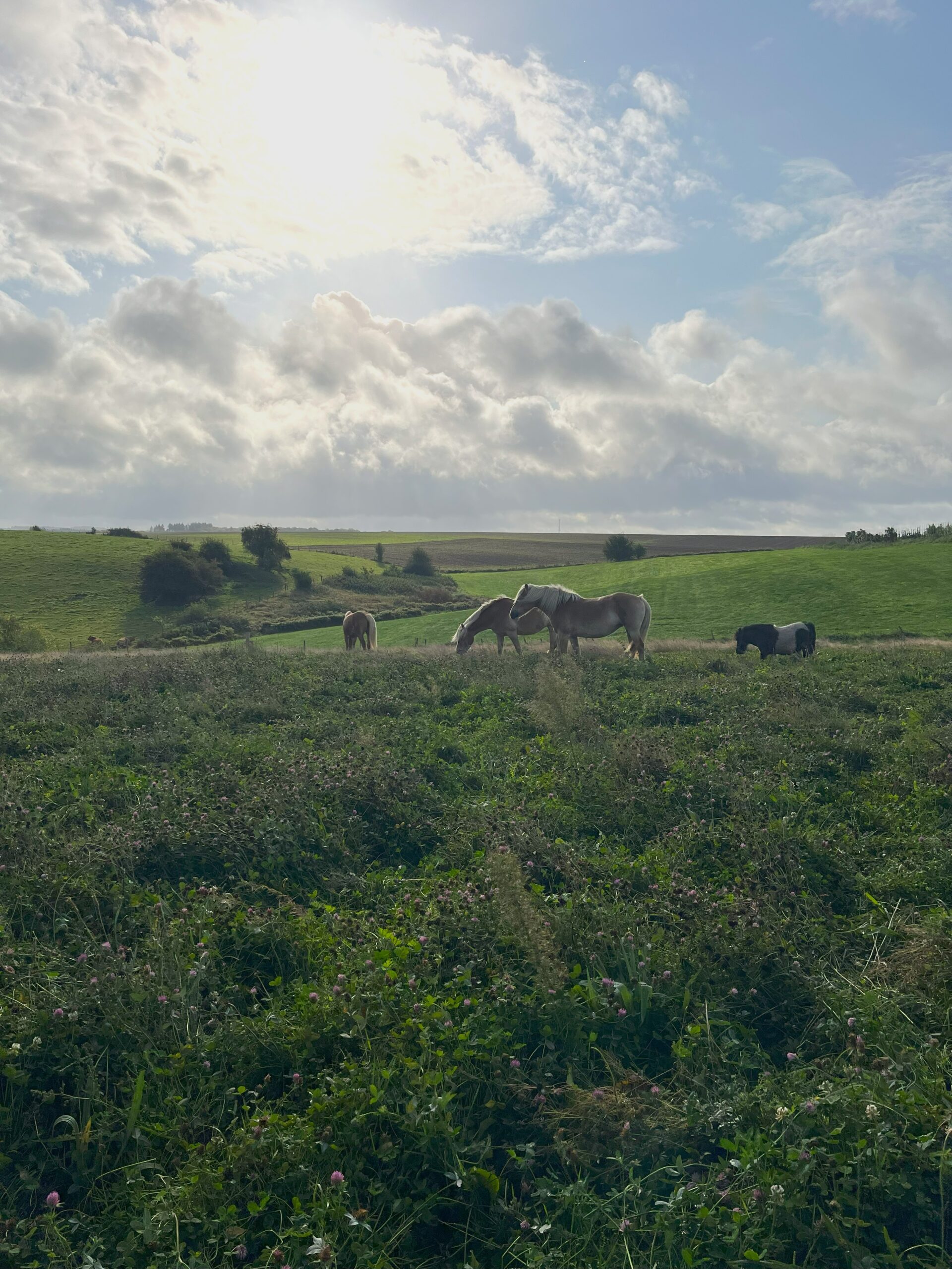 IMG_7905 Les chevaux en prairie qui se ressource. Leur bien-être est une de nos priorités pour qu'ils accompagnent les enfants sereinement