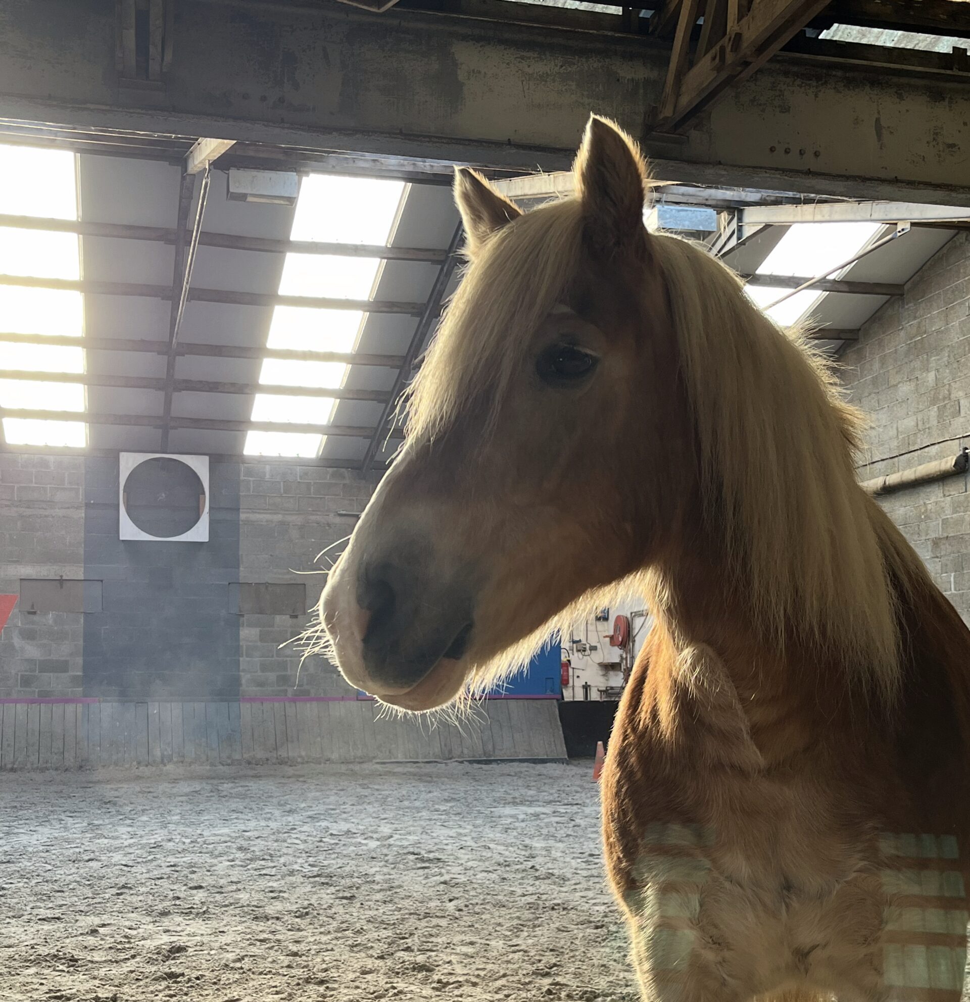 La première du groupe de chevaux, Jamaïca vous accompagne durant les séances de thérapie avec l'animal et les cours d'équitation pour enfants, ados et adultes avec ou sans hadicap.