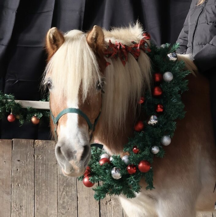 Rose est la deuxième du troupeau des chevaux, elle accompagne les patients durant les prises en charge de thérapie avec le cheval mais aussi pour les cours et stages d'équitation.