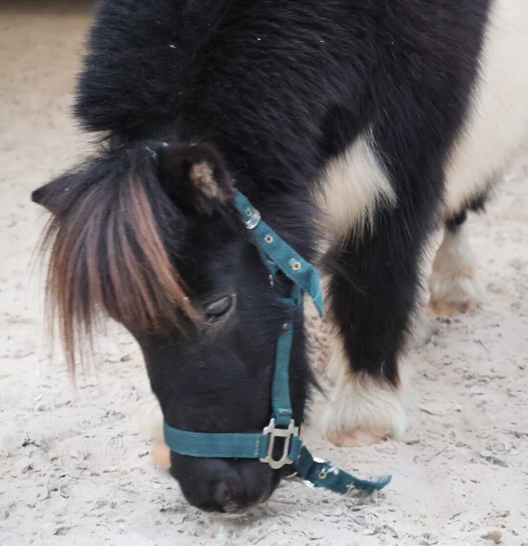 Un poney qui peut être utilisé en hippothérapie avec les enfants qui ont de l'autisme, des problèmes de gestion des émotions ou un problème ou un trouble du comportement. Il apporte aide et bien-être sans effrayer grâce à sa petite taille.