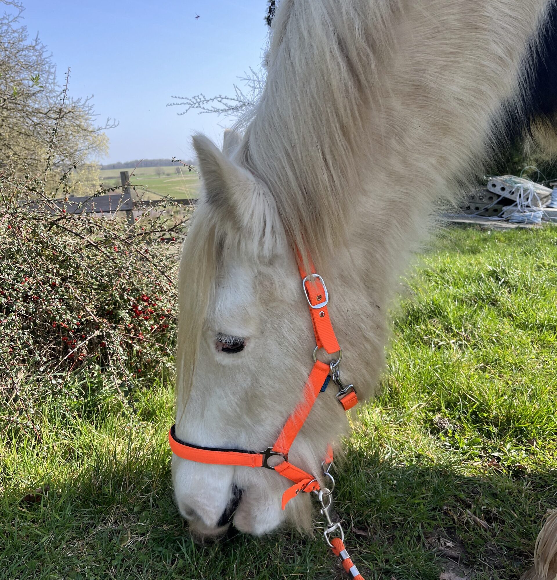desire path surrounded with plants