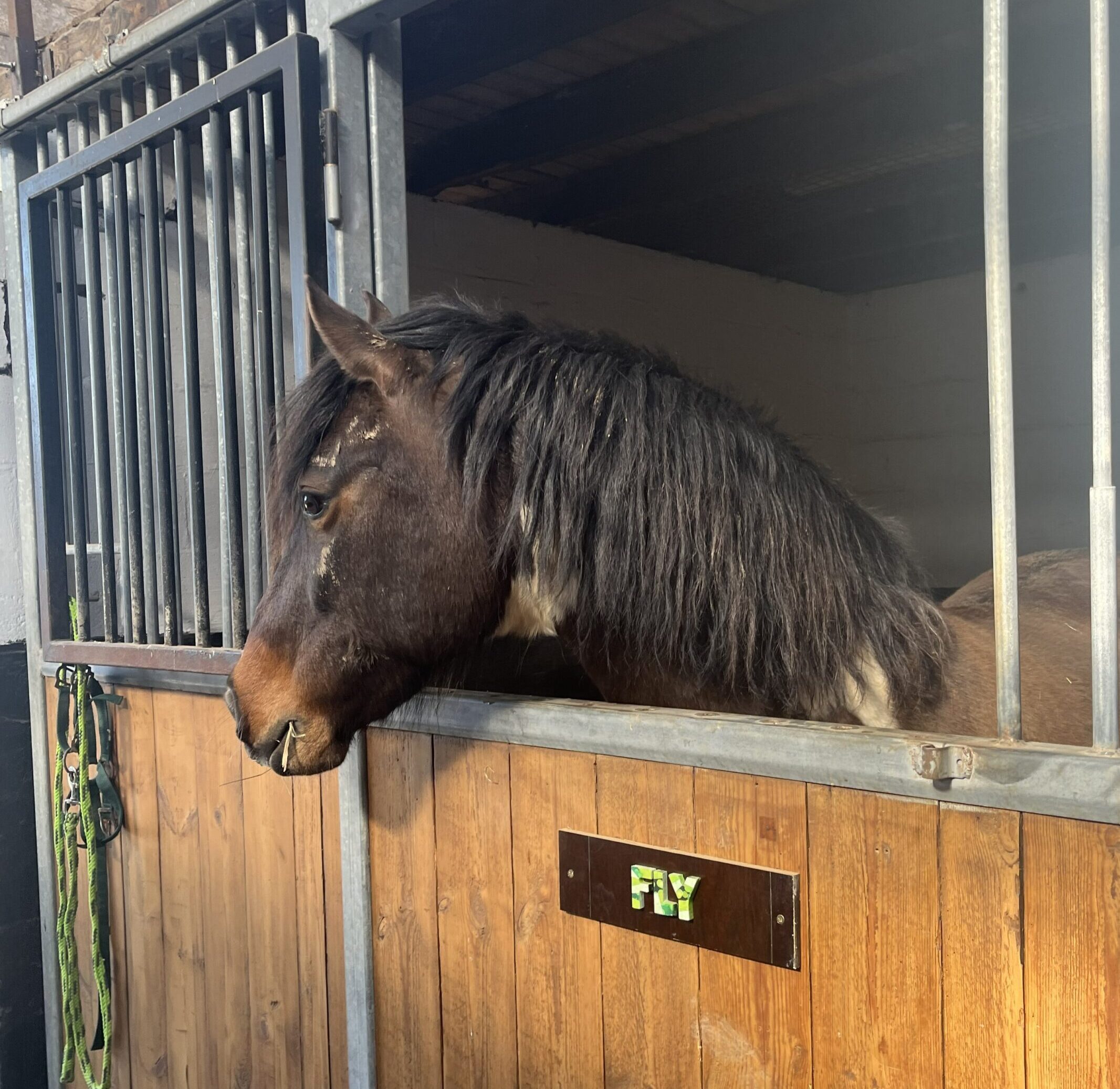 desire path surrounded with plants