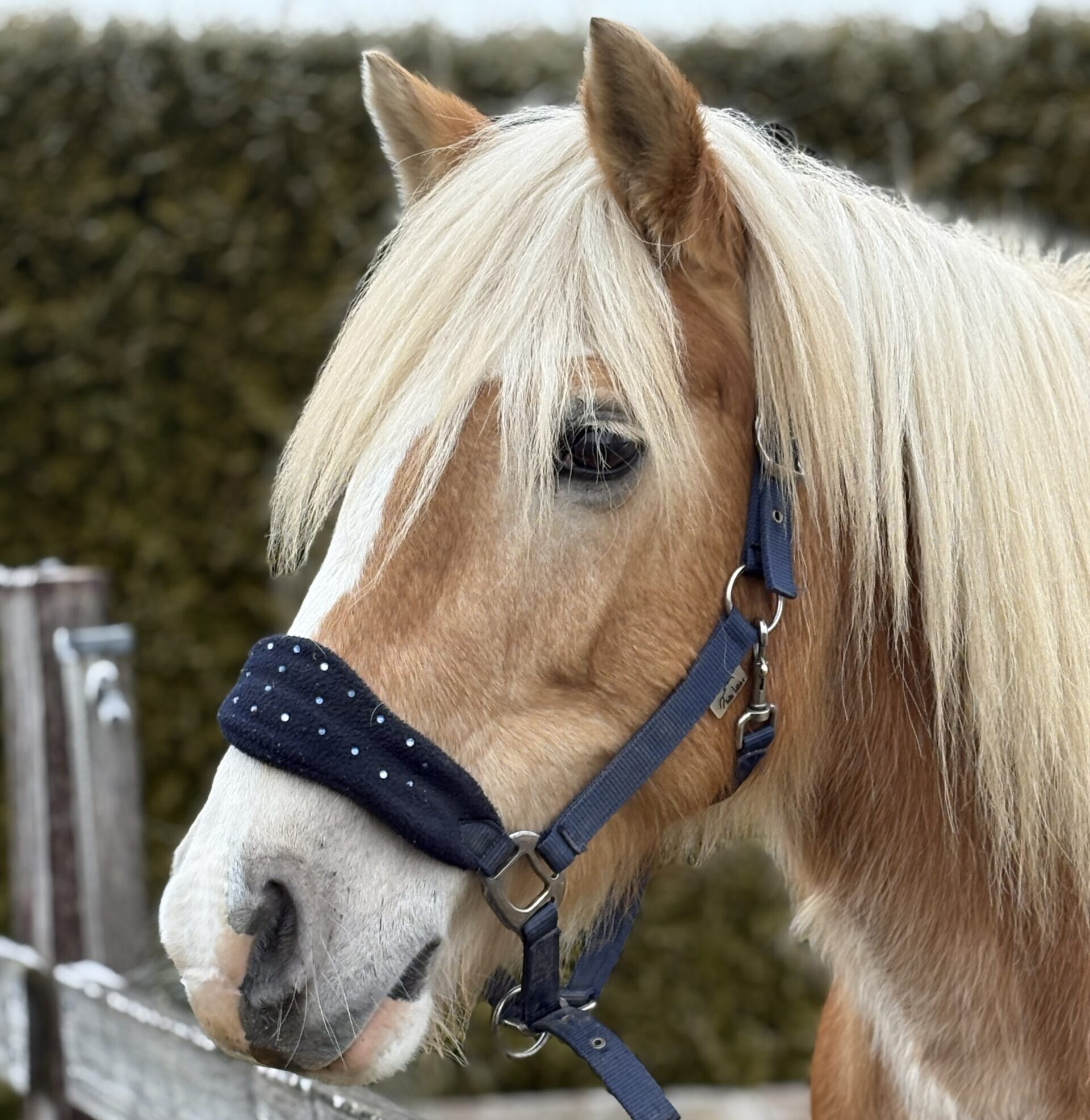 La première du groupe de chevaux, Jamaïca vous accompagne durant les séances de thérapie avec l'animal et les cours d'équitation pour enfants, ados et adultes avec ou sans hadicap.
