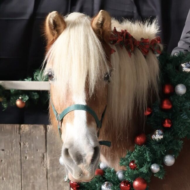 Rose est la deuxième du troupeau des chevaux, elle accompagne les patients durant les prises en charge de thérapie avec le cheval mais aussi pour les cours et stages d'équitation.