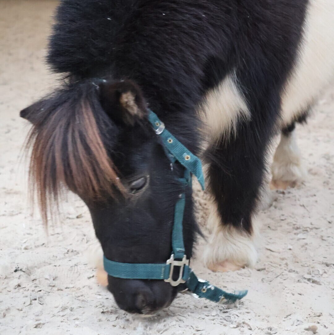 Un poney qui peut être utilisé en hippothérapie avec les enfants qui ont de l'autisme, des problèmes de gestion des émotions ou un problème ou un trouble du comportement. Il apporte aide et bien-être sans effrayer grâce à sa petite taille.